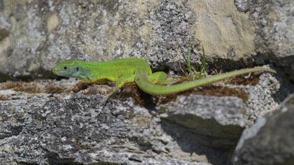 Western green lizard (Lacerta bilineata), resting on a stone of a dry stone wall, Neckar valley,