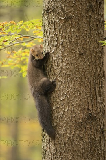Climbing marten... Stone marten (Martes foina) climbs up a tree like a marten, pauses for a moment,