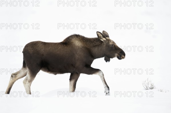 Young bull moose in the snow... Elk (Alces alces), male animal in winter with shed antlers running,