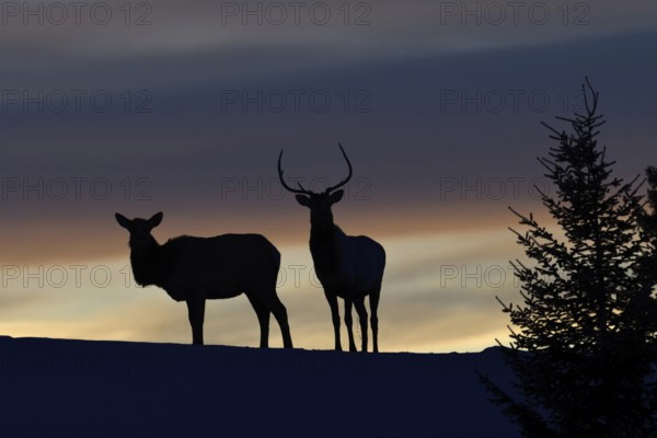 Deer, Wapitis (Cervus canadensis), North American deer, pair on a small hill, hilltop, silhouette