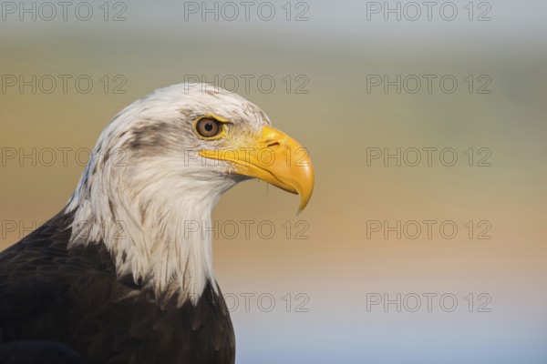 Mighty yellow beak... Bald eagle (Haliaeetus leucocephalus), impressive bird of prey, sea eagle,