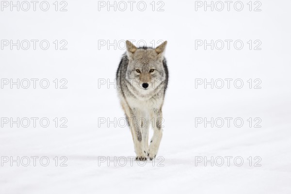 Eye contact... Coyote (Canis latrans) in winter walking directly towards the camera, frontal shot