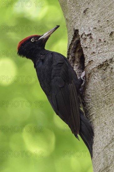 Black Woodpecker (Dryocopus martius), adult male, perched in font of its nesting hole in a tree