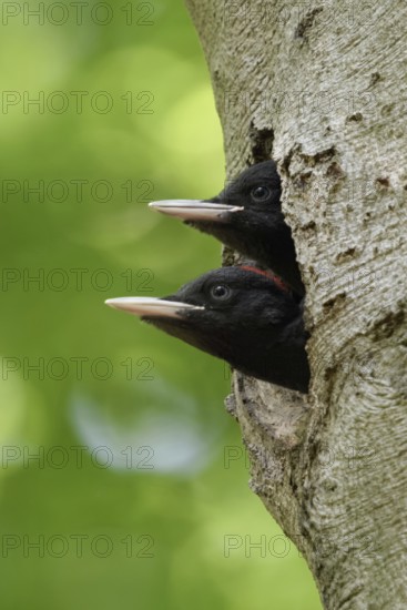 Black Woodpecker (Dryocopus martius), two young birds looking expectantly out of a natural nest