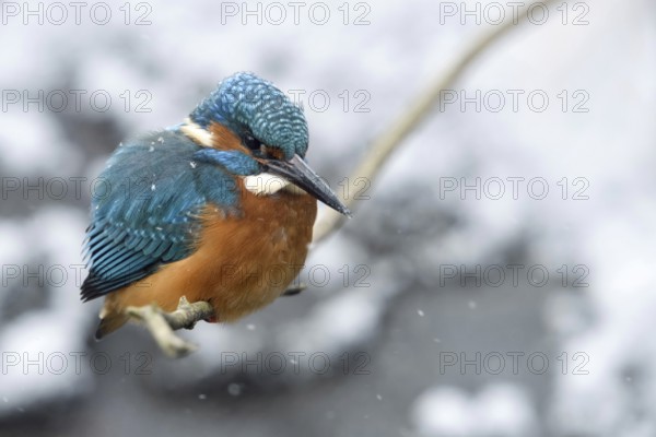 In the freezing cold... Kingfisher (Alcedo atthis) sits on a branch above the water in winter