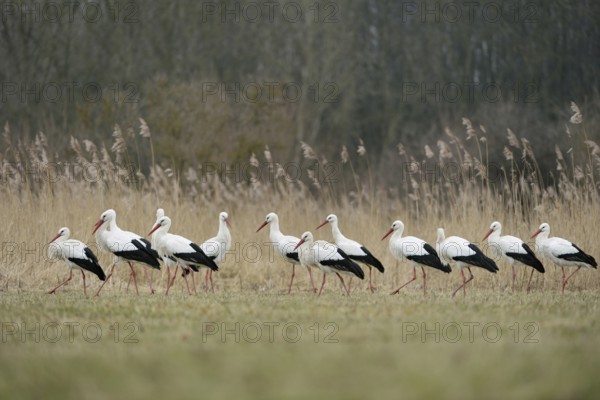 Gathered... White storks (Ciconia ciconia), white stork, stork, storks on migration, a whole group,