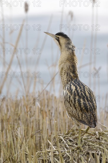 Bittern (Botaurus stellaris), adult bird in winter, climbing on a pile of sedge, reed grass,