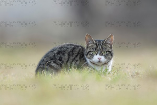 Naturally wild... Domestic cat (Felis silvestris catus), feral domestic cat, free-roaming domestic
