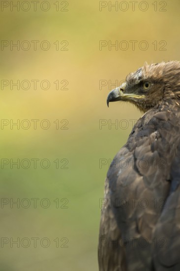 A piercing gaze... Lesser spotted eagle (Aquila pomarina), rare, highly endangered, smaller eagle