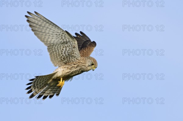 Shaking... Kestrel (Falco tinnunculus), also known as Rüttelfalke, relatively small, relatively