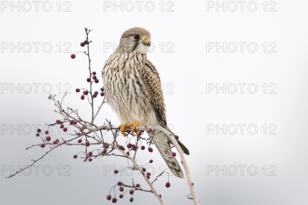 Kestrel (Falco tinnunculus), adult female in winter, well-known native small bird of prey, sitting