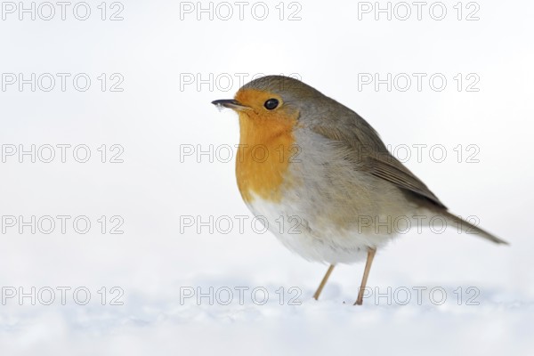 Robin (Erithacus rubecula), well-known native songbird, in winter in the snow, stays with us all