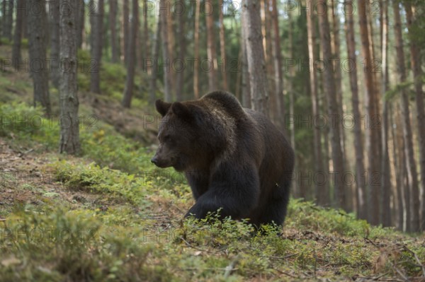 In a typical habitat... European brown bear (Ursus arctos) moving through a mountain forest, bear