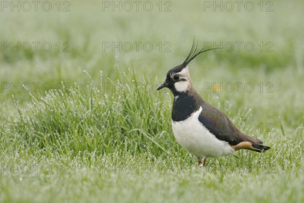 In the dewy grass... Lapwing (Vanellus vanellus), well-known meadow limnicole, meadow breeder,