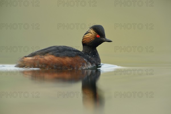 On a calm sea... Black-necked Grebe (Podiceps nigricollis) in breeding plumage, very detailed shot