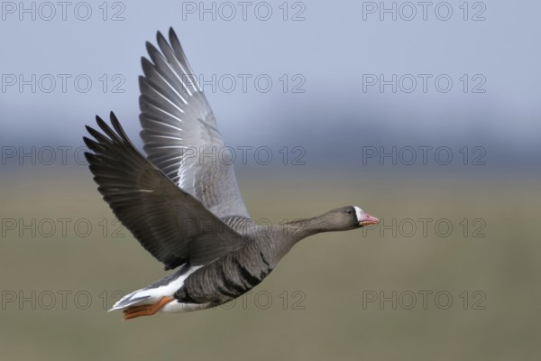 Arctic wild goose... White-fronted Goose (Anser albifrons) in flight on the Lower Rhine, very