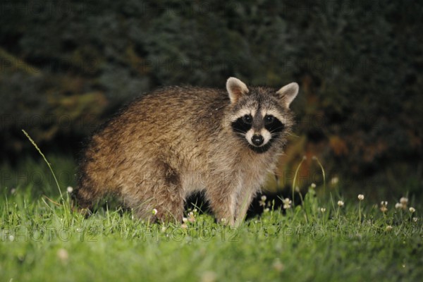 Common Raccoon (Procyon lotor) looks surprised, stands in front of some bushes, late in the night,