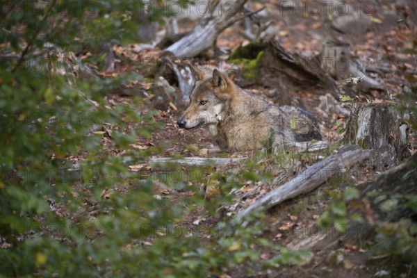 Well camouflaged... European gray wolf (Canis lupus), grey wolf, grey wolf, resting in foliage in