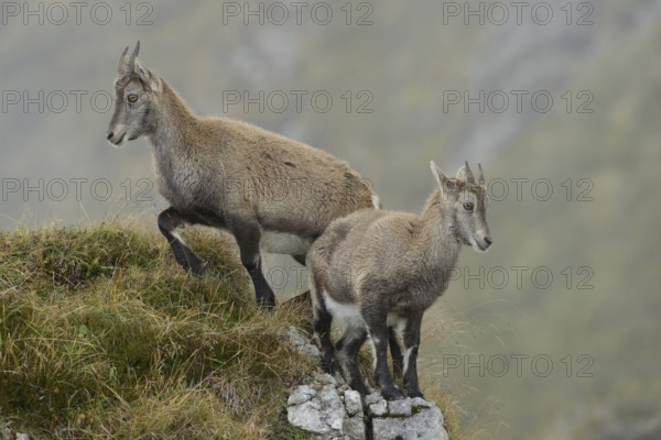 Ibex, Alpine ibex (Capra ibex), two young animals standing in beautiful surroundings on a rocky
