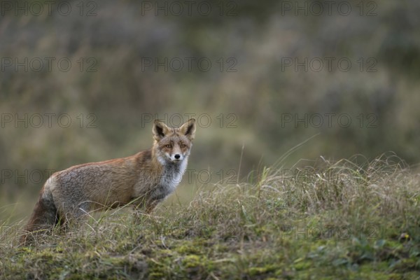 With pricked ears... Red fox (Vulpes vulpes), attentive fox in natural environment in open terrain,