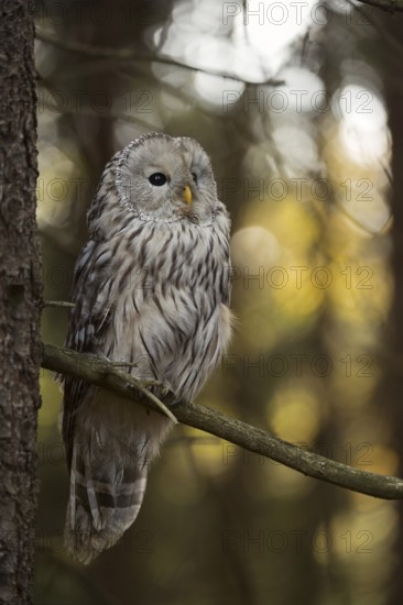 In its natural habitat... Ural owl (Strix uralensis) in the forest, rare Central European owl