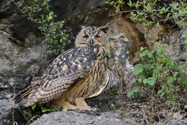 European Eagle Owl (Bubo bubo), Eurasian Eagle-Owl, also called Northern Eagle Owl or European
