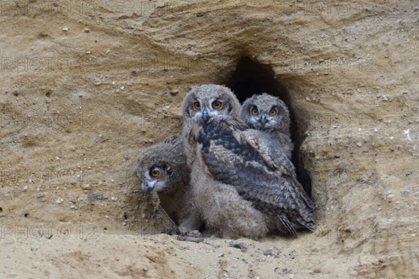 3 siblings... European eagle owl (Bubo bubo), young eagle owls, adolescent owls at the entrance to