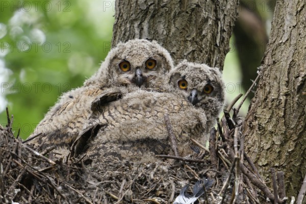 European Eagle Owl (Bubo bubo), two young birds in their nest in an old tree in the forest,
