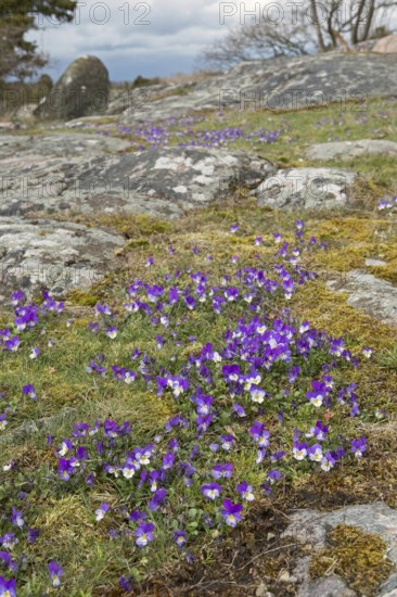 Spring in Sweden... Fragrant violets, (Viola odorata) blooming wildflowers in typical landscape on