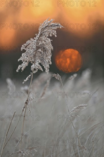 Sunset at the lake, in the wetland, over reed grass, sedge reed (Phragmites australis) at the end