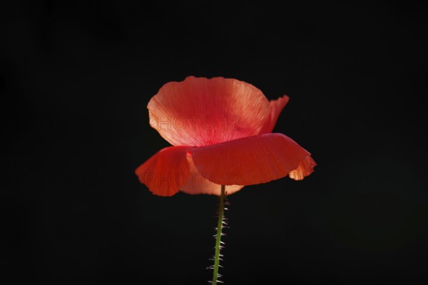 Corn poppy (Papaver rhoeas), one, red, bright, flower, black background, coloured, A poppy flower