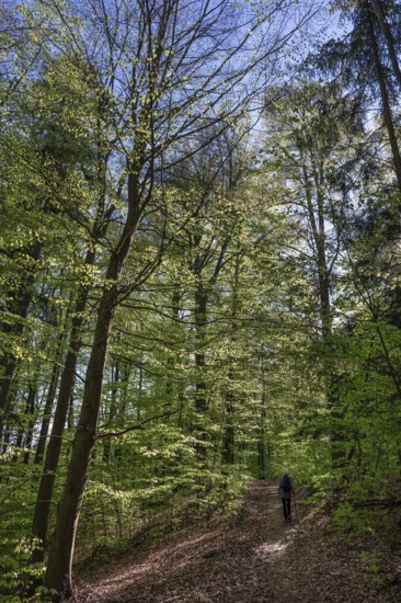 Spring forest with hiker, Bavaria, Germany