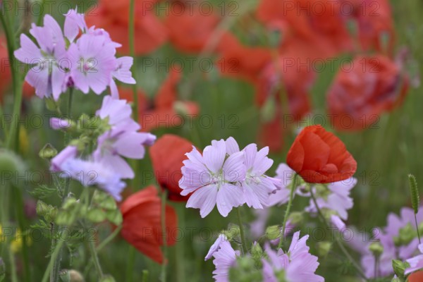 Species-rich colourful flowering meadow with musk mallow (Malva moschata) and poppy (Papaver