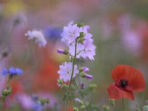 Species-rich, colourful flowering meadow with musk mallow (Malva moschata) and corn poppy (Papaver