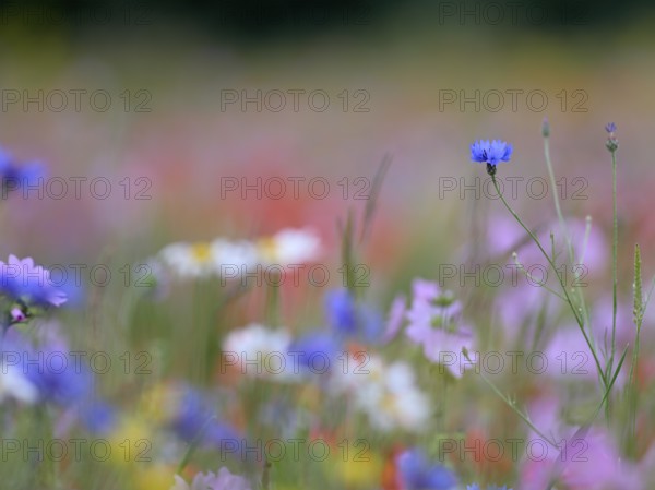 Species-rich, colourful flowering meadow with cornflower (Centaurea cyanus), Lower Rhine, North