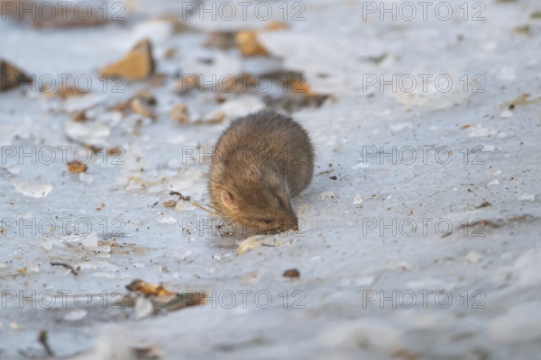 Brown rat (Rattus norvegicus) adult rodent animal feeding on seed on ice of a frozen lake in