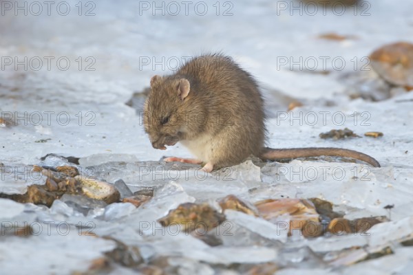 Brown rat (Rattus norvegicus) adult rodent animal washing its face on ice of a frozen lake in