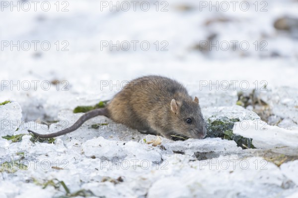 Brown rat (Rattus norvegicus) adult rodent animal on ice of a frozen lake in winter, England,