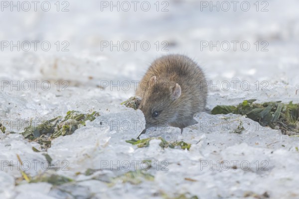 Brown rat (Rattus norvegicus) adult rodent animal searching for food under the ice of a frozen lake