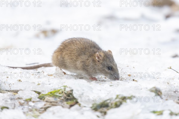 Brown rat (Rattus norvegicus) adult rodent animal feeding on seed on ice in winter, England, United