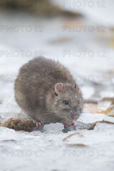 Brown rat (Rattus norvegicus) adult rodent animal searching for food in winter, England, United