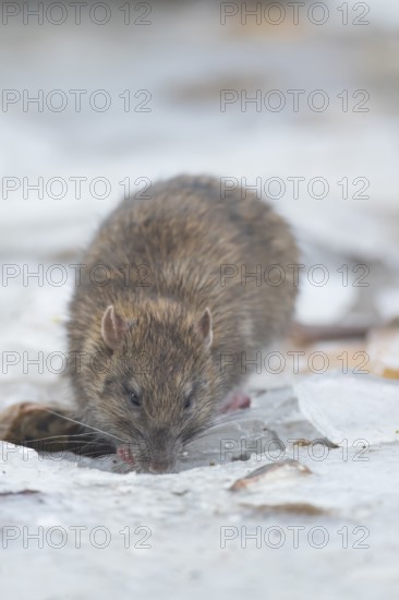 Brown rat (Rattus norvegicus) adult rodent animal searching for food on ice of a frozen lake in