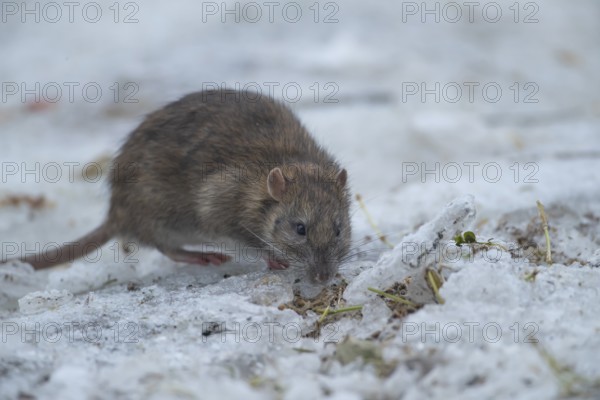 Brown rat (Rattus norvegicus) adult rodent animal searching for food on ice in winter, England,