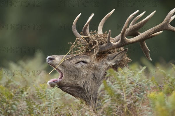 Red deer (Cervus elaphus) adult male stag animal roaring with its mouth open during the annual rut