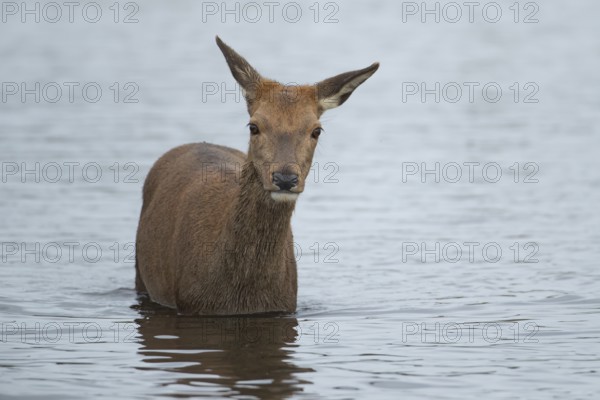 Red deer (Cervus elaphus) adult female doe animal standing in water in autumn, England, United