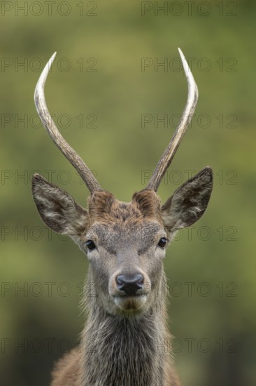Red deer (Cervus elaphus) juvenile young male stag animal head portrait in autumn, England, United