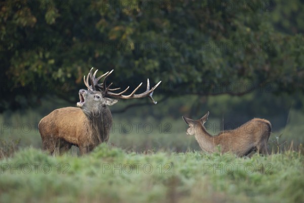 Red deer (Cervus elaphus) adult male stag animal roaring with its mouth open during the annual rut