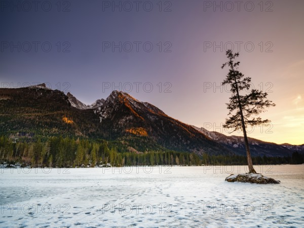 Rock island with tree in frozen Hintersee, footprints on the ice, evening light, Hochkalter massif