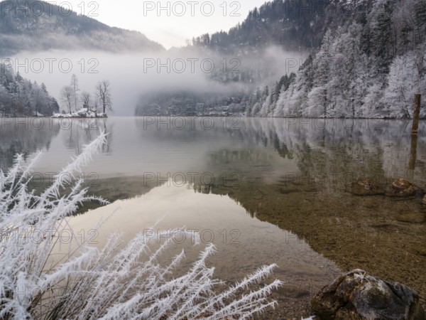 View across Königssee to Christlieger Island and frozen trees in fog, frozen grass in front,