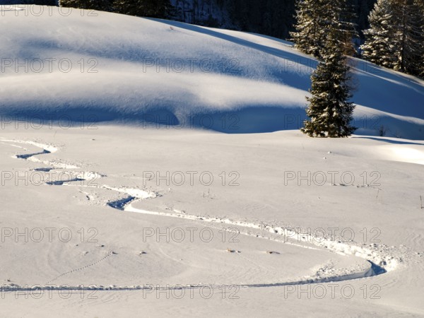 Lonely ski trail in deep snow, Berchtesgaden Alps, Berchtesgaden National Park, Schönau am